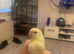 Hand tame Kakariki’s