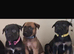 Mali x herder