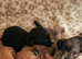 Beautiful multipoo/terrier puppies