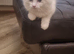 GCCF TICA beautiful Kittens Active