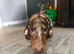 5 month old miniature dachshund