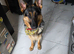 Germanshepard