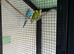 Exhibition budgies