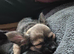 2 chihuahua puppies