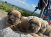 7 cane corso puppies for sale