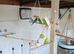 Budgies