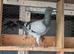This birds for sale