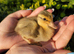 Sexed Female Indian Runner Ducks