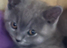 1 blue boy ready now
