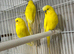Yellow latino buddie 2 male