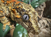 Gargoyle Geckos