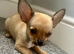Gorgeous 10 weeks old Chihuahua puppies for sale.