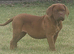 4 months old kc reg bitch