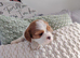 Cavalier king Charles