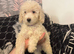 2 Cockapoo puppies ready to go