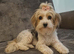Yorkshire Biewer Terrier Puppies
