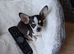 CHIHUAHUA TEA CUP MALE PUPPY