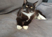 Maine coon