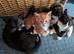 One kitten left ! Beautiful ragdoll x kittens