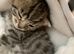 Sweet Kittens