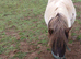 Skewbold standard shetland mare pony