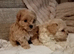 Beautiful Golden Maltipoo puppy's