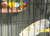 Canaries, gouldians and red siskin