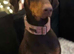 Adult Doberman
