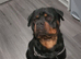 Looking to breed my dog