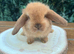 Pure Bred Boys (9 w old) Mini Lop Babies