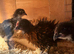 I have many mixed breed chickens.