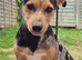 Jack Russell