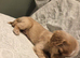 Golden Cockaliers puppies