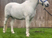 Riding gelding