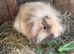 Mini Lion Lop Female