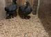2 Barred Plymouth Rock Pullets