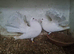 Fantail