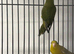 Stunning Baby Lineolated Parakeets