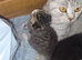 Beautiful British shorthair cross kittens