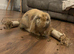 Mini lop male