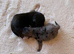 Jack Russell