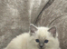 Female kittens