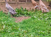 Indian Runner, Swedish & Crested Bantam females