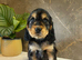 KC registered Show Cocker Spaniels