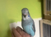 Hand tame budgies