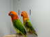 Love birds