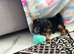 Stunning jacks ready for forever homes