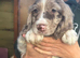 Sprocker puppies