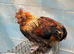 Satin Silkie Trio