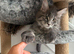 SILVER MAINE COON KITTEN BOY FOR SALE